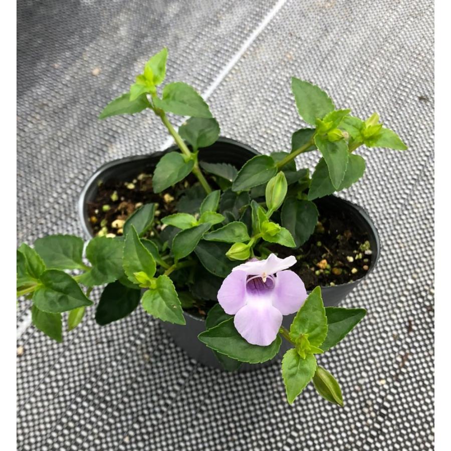 当店農場生産 スーパートレニア カタリーナ アイスリバー 9センチポット苗 強くて大輪咲き品種 ハニーミント 通販 Yahoo ショッピング