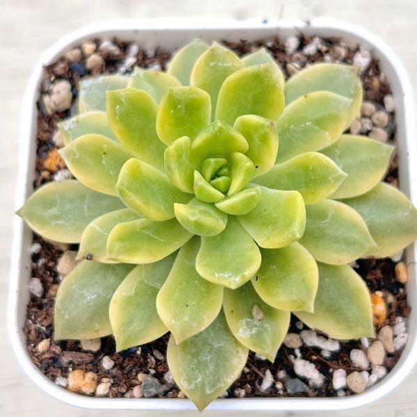 多肉植物 エケベリア マッコス錦 7.5cmポット苗 【新発売】 多肉植物 エケベリア マッコス錦 7.5cmポット苗 【新発売】