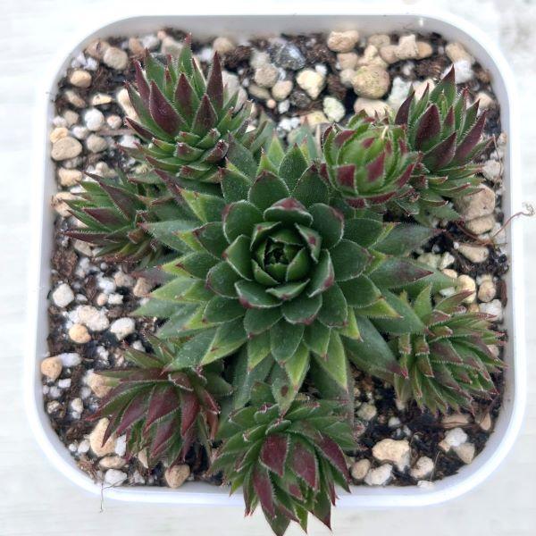 53 Off 多肉植物 センペルビウム オリンピック 7 5cmポット苗