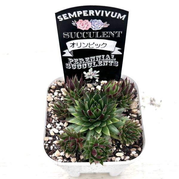 多肉植物 センペルビウム オリンピック 7.5cmポット苗 : ハニーミント
