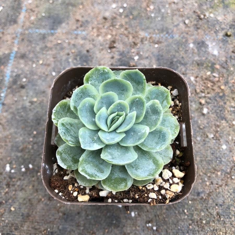 保証 多肉植物 エケベリア ハイブリット エレガンス 7 5cmポット苗 在庫一掃