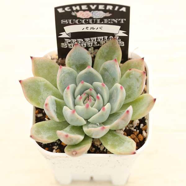 多肉植物         パルバ 多肉植物 エケベリア パルバ 7.5cmポット苗 : ハニーミント - 通販