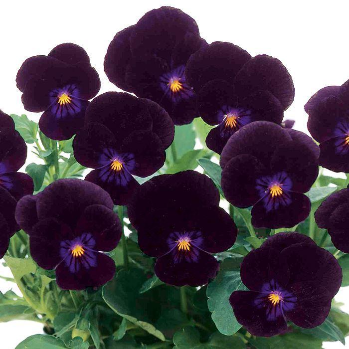 当店農場生産】ビオラ ピエナ ブラック(花なし苗) 9cmポット苗 花壇や寄せ植えに♪ :10006410:ハニーミント - 通販 - Yahoo!ショッピング 当店農場生産】ビオラ ピエナ ブラック(花なし苗) 9cmポット苗 花壇や寄せ植えに♪ :10006410:ハニーミント - 通販 - Yahoo!ショッピング