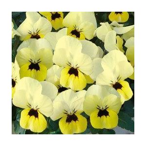 当店農場生産 ビオラ ももか たんぽぽ 花なし苗 9cmポット苗 花壇や寄せ植えに ハニーミント 通販 Yahoo ショッピング