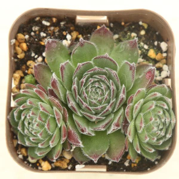 センペルビウム40品種セット 7.5cmポット センペルビウムの通販