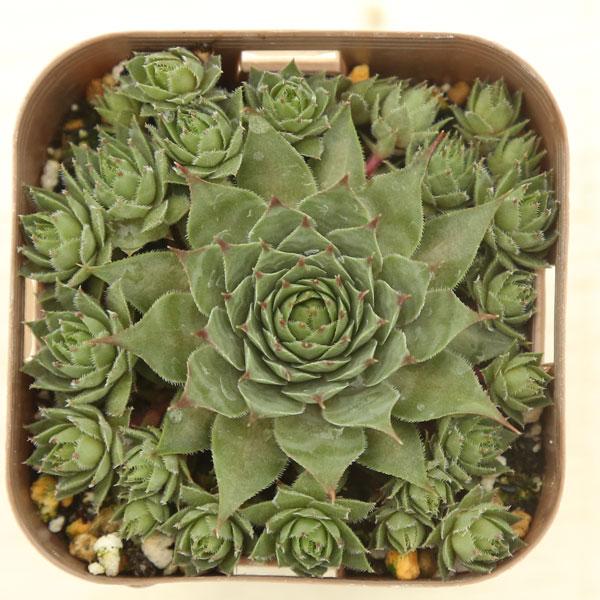 多肉植物 センペルビウム レッドビューティー 7.5cmポット苗 : ハニー