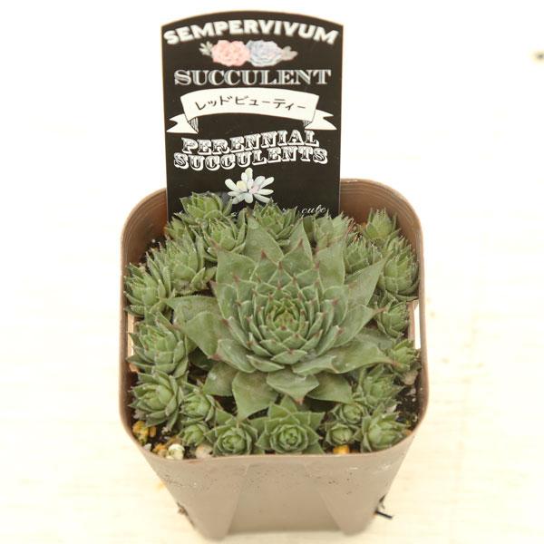 多肉植物 センペルビウム レッドビューティー 7.5cmポット苗 : ハニー
