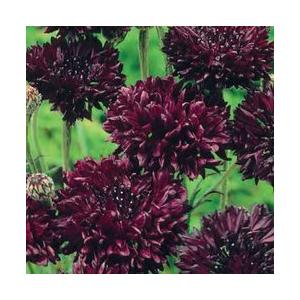 当店農場生産 矢車草 ブラックボール 9cmポット苗 初夏に花が咲く 切り花品種 耐寒性多年草 ハニーミント 通販 Yahoo ショッピング