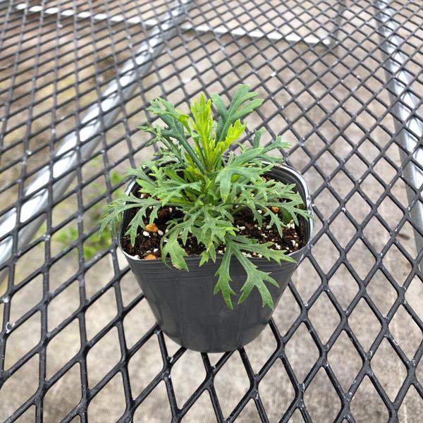 当店農場生産】マーガレット ストロベリーホイップ PW 9cmポット苗 半