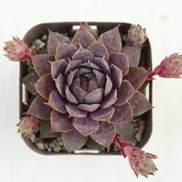 七福神　⑤  多肉植物 七福神 | 多肉植物図鑑 | みんなで多肉