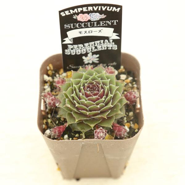 多肉植物 センペルビウム モスローズ 7.5cmポット苗 : ハニーミント