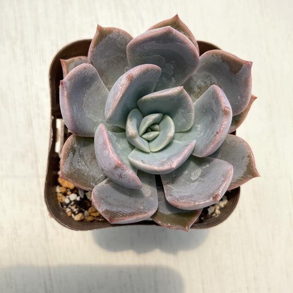 Item Shopping C Yimg Jp I N Honeymint