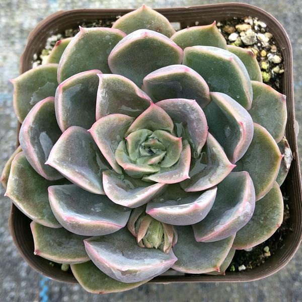 価格は安く 多肉植物 エケベリア ジャシリー 7 5cmポット苗