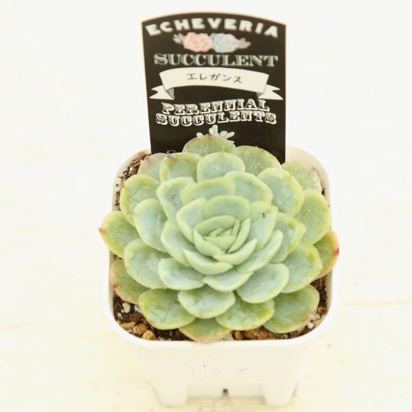 多肉植物 エケベリア エレガンス 7.5cmポット苗 : ハニーミント - 通販