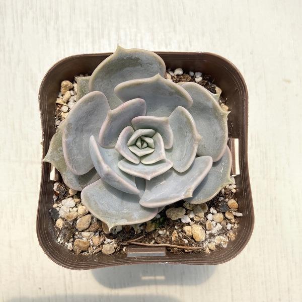 多肉植物 エケベリア リラシナ 7 5cmポット苗 ハニーミント 通販 Yahoo ショッピング