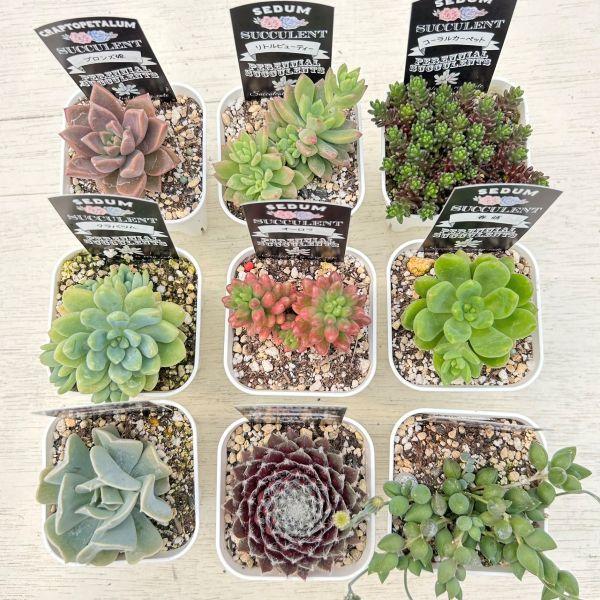 ☆送料無料☆多肉植物苗9種類セット☆おひとり様1セット限り ☆送料無料☆多肉植物苗9種類セット☆おひとり様1セット限り