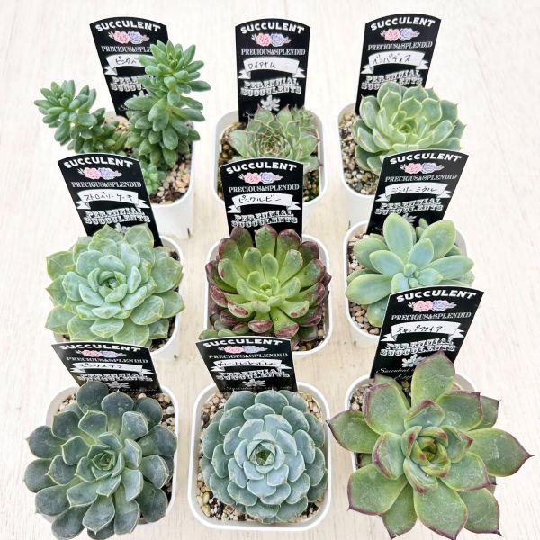 ☆送料無料☆多肉植物苗9種類セット☆おひとり様1セット限り