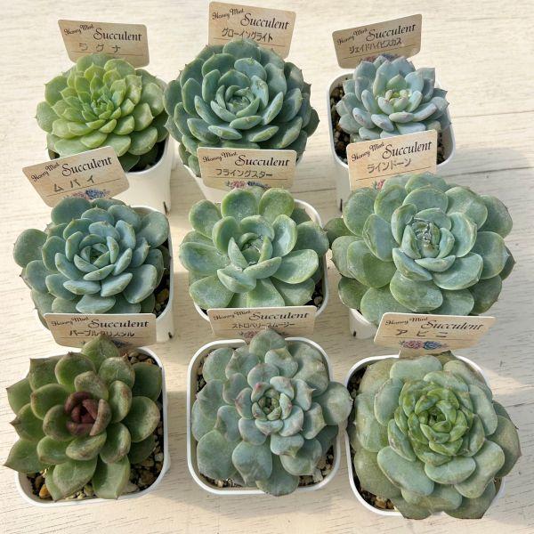 ☆送料無料☆多肉植物苗9種類セット☆おひとり様1セット限り