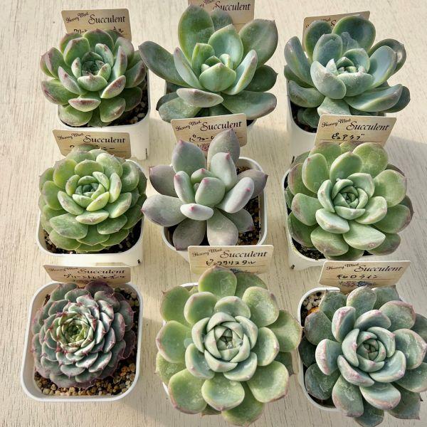 ☆送料無料☆多肉植物苗9種類セット☆おひとり様1セット限り
