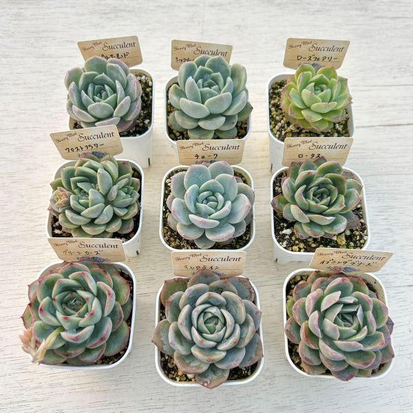 ☆送料無料☆多肉植物苗9種類セット☆おひとり様1セット限り！（一部