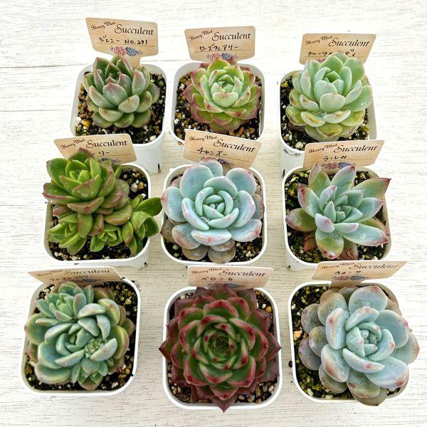 ➀新春初売りセット　錦１６個特売　抜き苗　多肉植物 ➀新春初売りセット 錦16個特売 抜き苗 多肉植物 - メルカリ