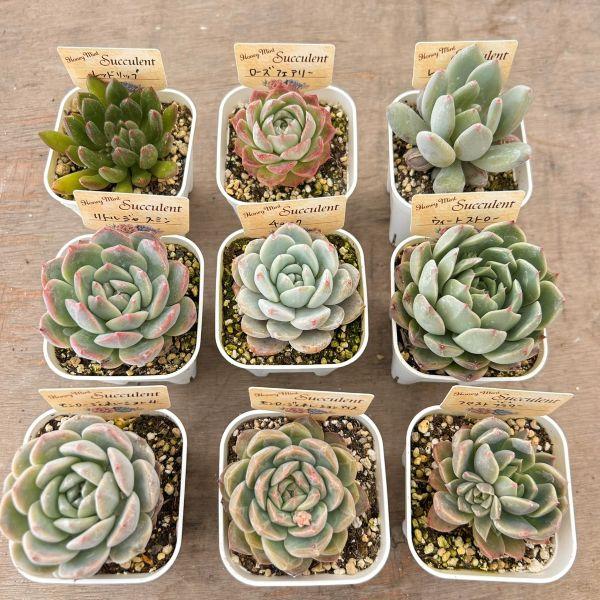 ☆送料無料☆多肉植物苗9種類セット☆おひとり様1セット限り！（一部