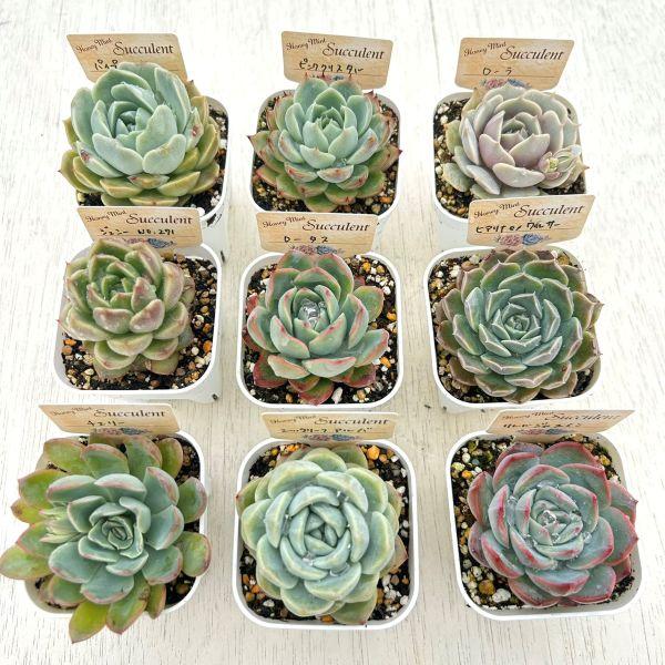 ☆送料無料☆多肉植物苗9種類セット☆おひとり様1セット限り！（一部
