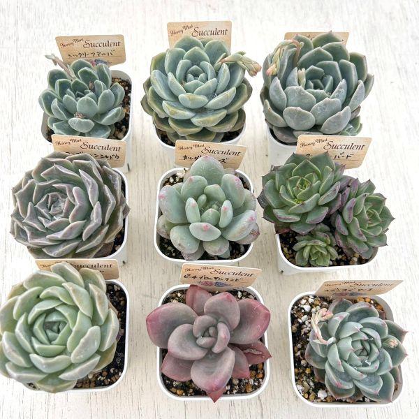 ☆送料無料☆多肉植物苗9種類セット☆おひとり様1セット限り！（一部