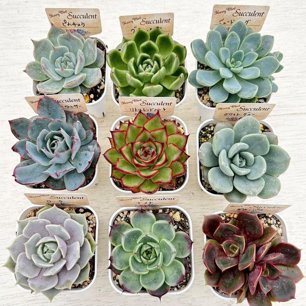 ☆送料無料☆多肉植物苗9種類セット☆おひとり様1セット限り！（一部