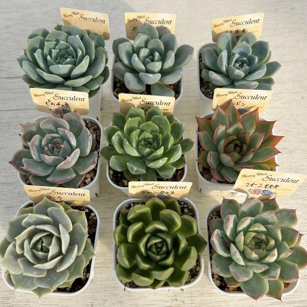 ☆送料無料☆多肉植物苗9種類セット☆おひとり様1セット限り！（一部