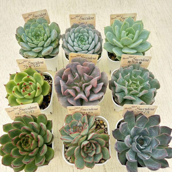 ☆送料無料☆多肉植物苗9種類セット☆おひとり様1セット限り！（一部