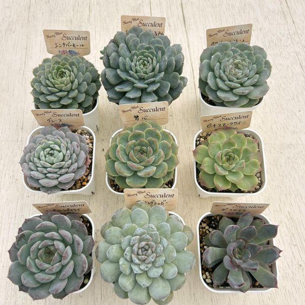 ☆送料無料☆多肉植物苗9種類セット☆おひとり様1セット限り！（一部