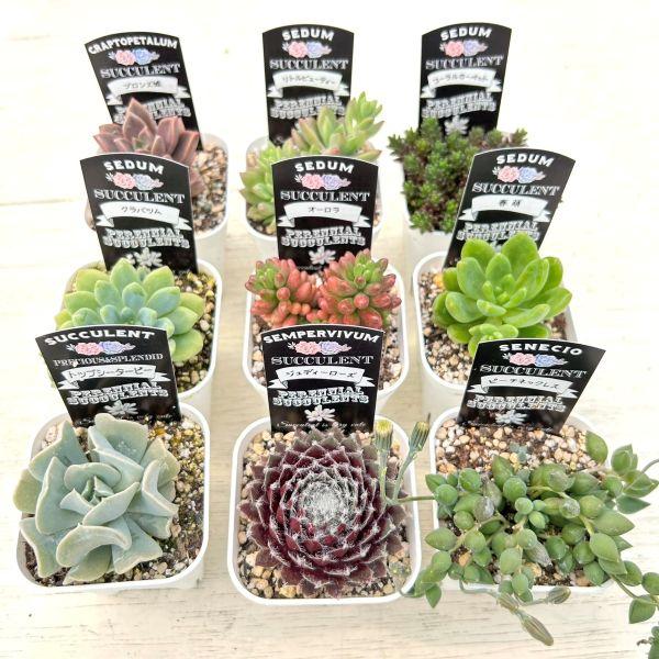 ☆送料無料☆多肉植物苗9種類セット☆おひとり様1セット限り ☆送料無料☆多肉植物苗9種類セット☆おひとり様1セット限り