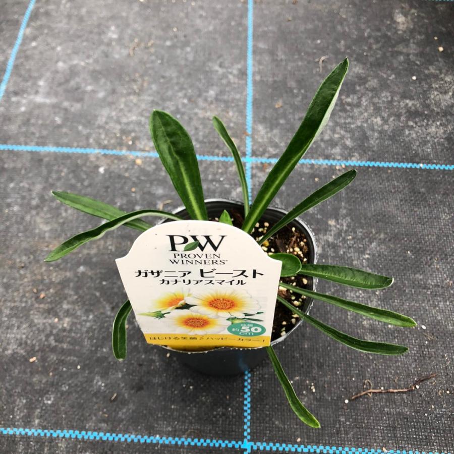 当店農場生産】ハイブリッドガザニア ビースト シルバーティガー PW