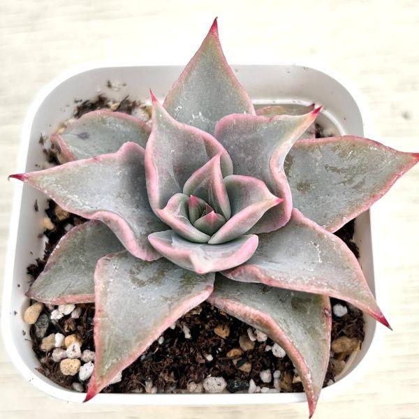 多肉植物 エケベリア ドロップマディバ 極上ピンク 大きめ 多肉植物