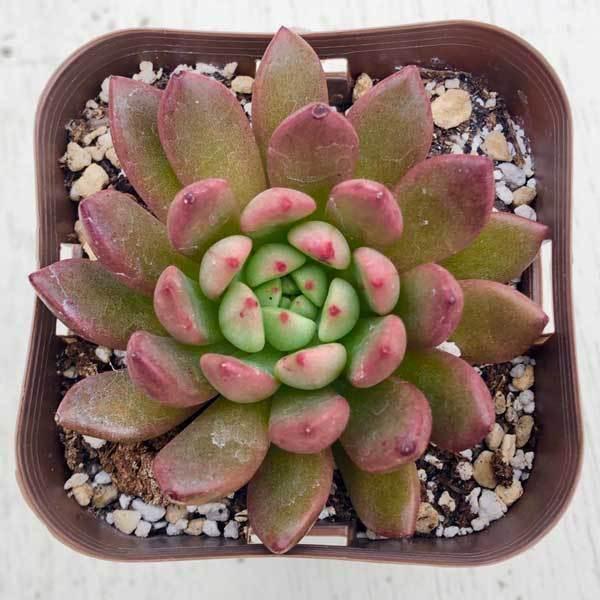 2021公式店舗 多肉植物 エケベリア ピンクルビー 7.5cmポット苗