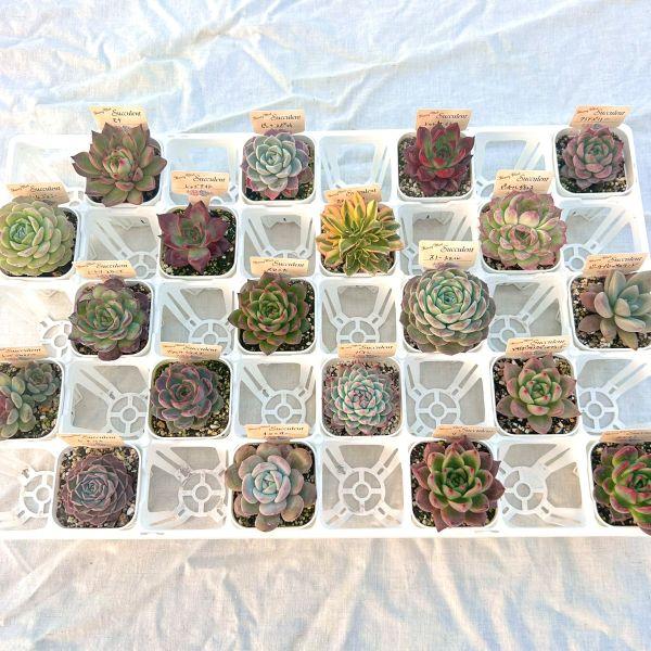 当店農場生産】多肉植物 エケベリア 20種類セット 超お買い得！1鉢299