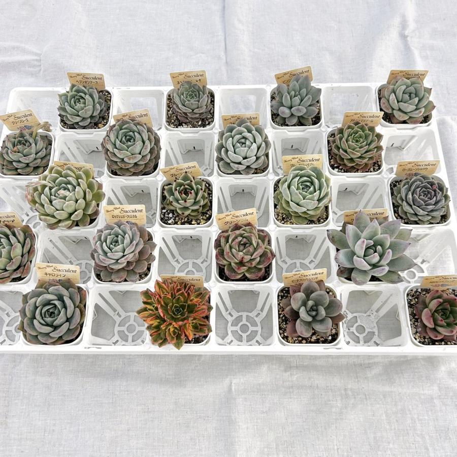 当店農場生産】多肉植物 エケベリア 20種類セット 超お買い得！1鉢299
