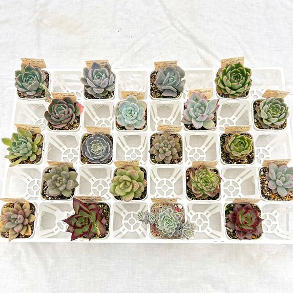 当店農場生産】多肉植物 エケベリア 20種類セット 超お買い得！1鉢299