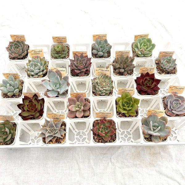 エケベリア 6種 ムチムチセット 抜き苗 多肉植物 31.多肉植物 エケベリアセット エケベリア 抜き苗 - メルカリ