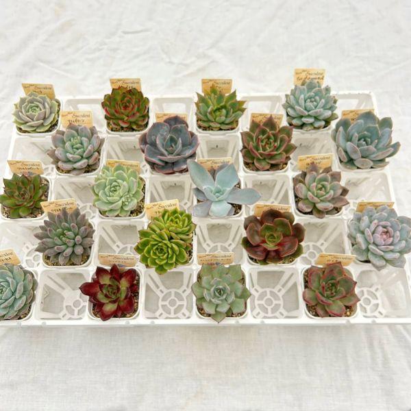 当店農場生産】多肉植物20種類セット 超お買い得！6/8更新 : ハニー