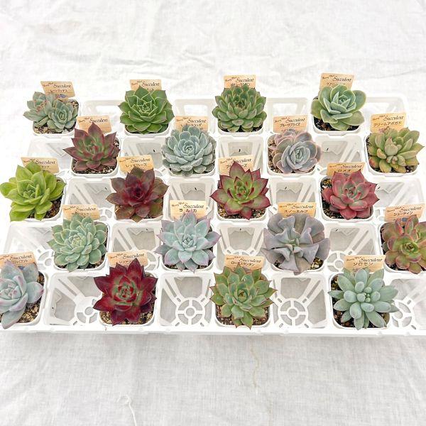 当店農場生産】多肉植物20種類セット 超お買い得！6/23更新 : ハニー