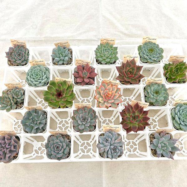 当店農場生産】多肉植物20種類セット 超お買い得！9/19更新 : ハニー