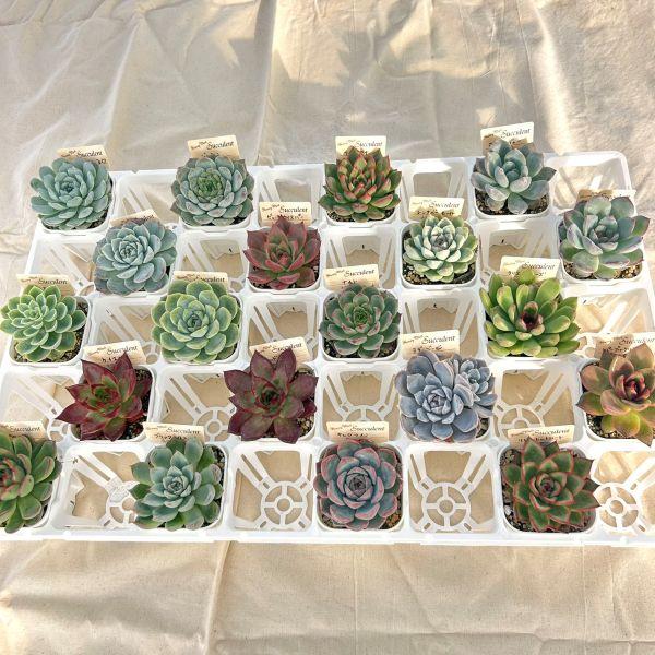 当店農場生産】多肉植物20種類セット 超お買い得！9/24更新 : ハニー