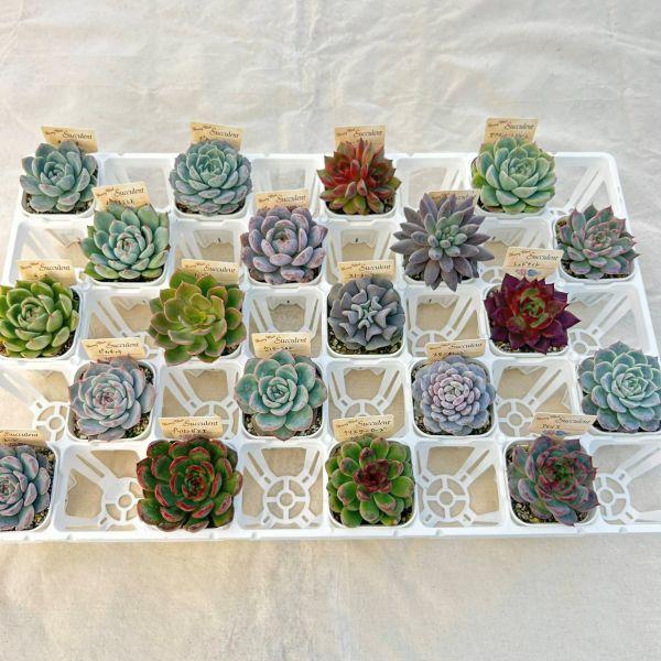 当店農場生産】多肉植物20種類セット 超お買い得！10/13更新 : ハニー