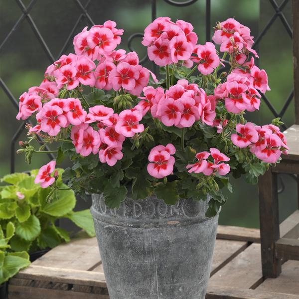 新版 当店農場生産 ハイブリットアイビーゼラニウム サニーデイ スモーキーアイローズ 9センチポット苗 強くて大輪咲き品種 Aynaelda Com