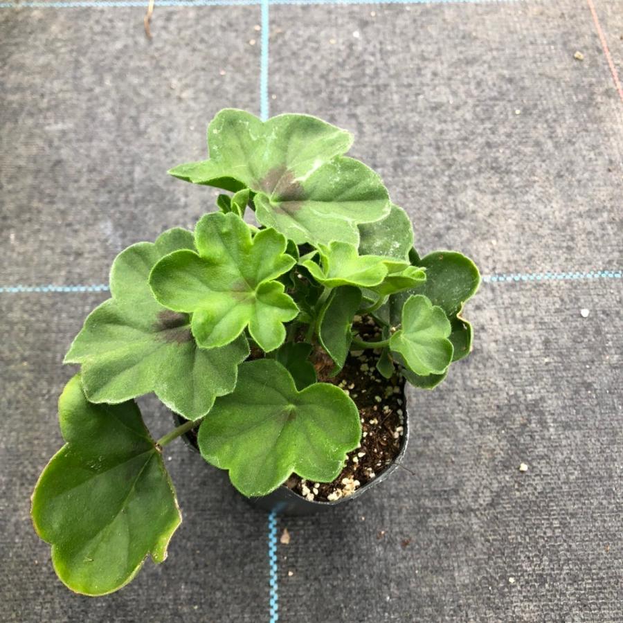 大人の上質 当店農場生産 ハイブリットアイビーゼラニウム サニーデイ スモーキーアイローズ 9センチポット苗 強くて大輪咲き品種 Atterseewerbung At