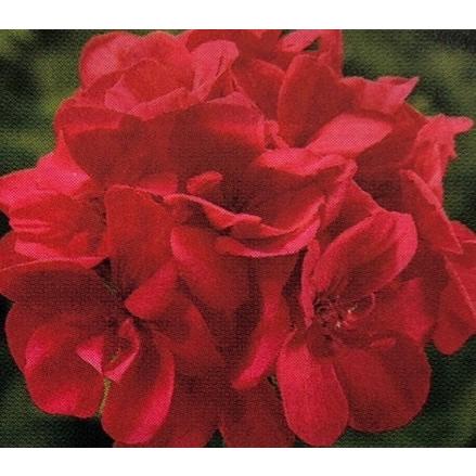 未使用品 ハイブリットゼラニウム カリオペ ディープコーラル 9cmポット苗 強くて大輪咲き品種 Globescoffers Com