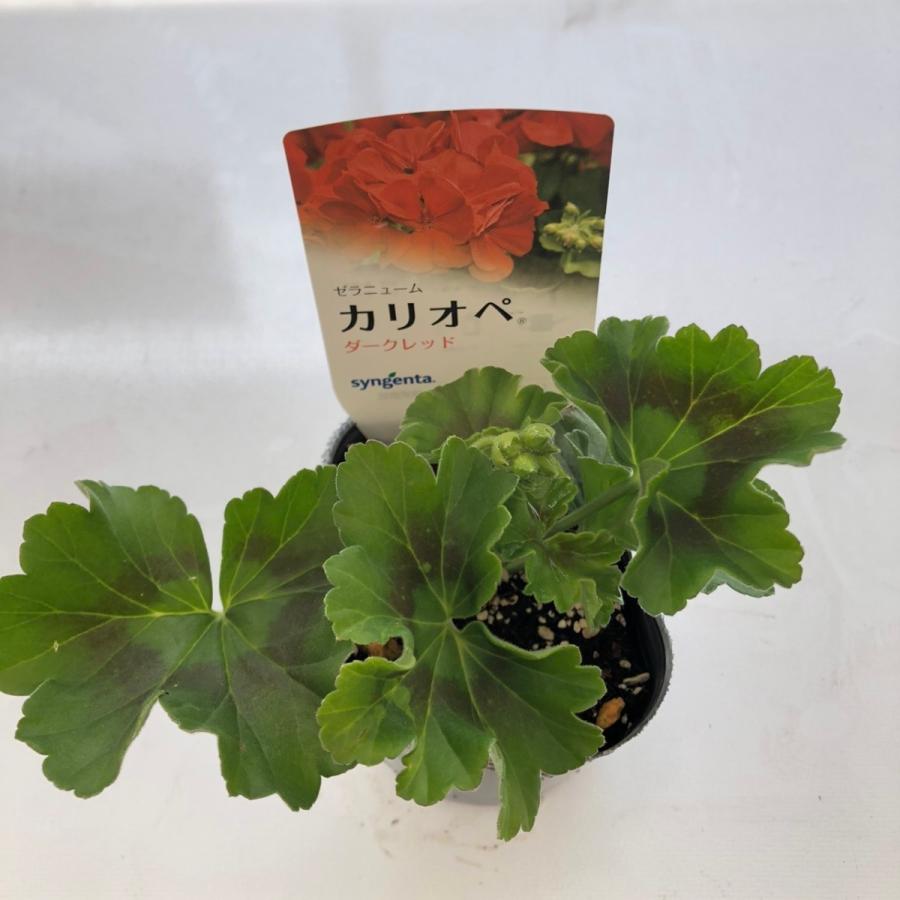 未使用品 ハイブリットゼラニウム カリオペ ディープコーラル 9cmポット苗 強くて大輪咲き品種 Globescoffers Com
