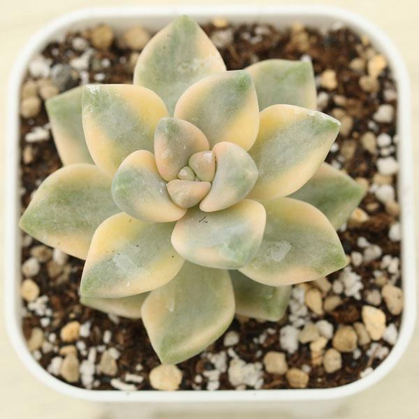 多肉植物 グラプトペタルム ティテュバンス錦 アプリコット美人 7.5cm